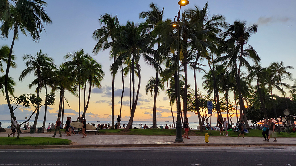 Waikiki palm trees