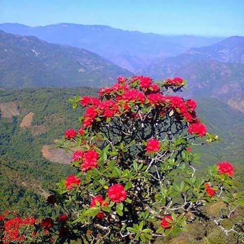 Image result for Chin Hills